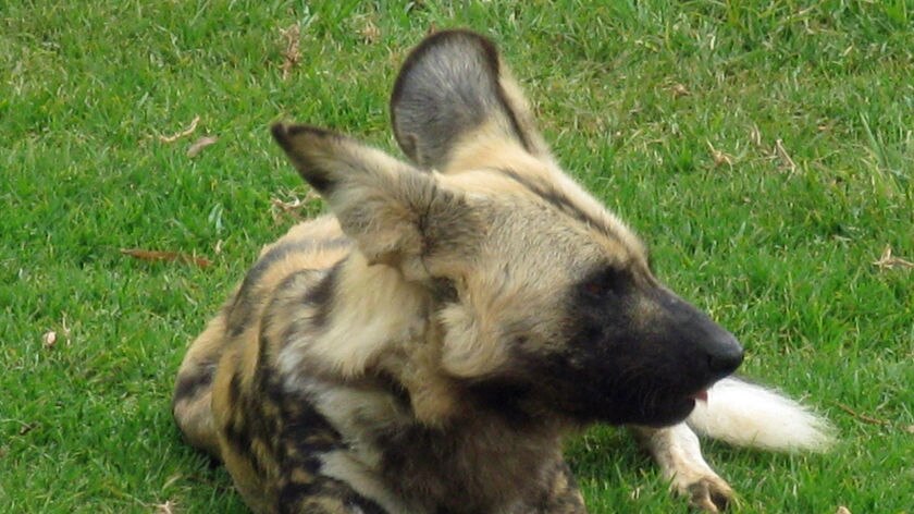 The african wild dog is one of the most endangered animals in Africa.