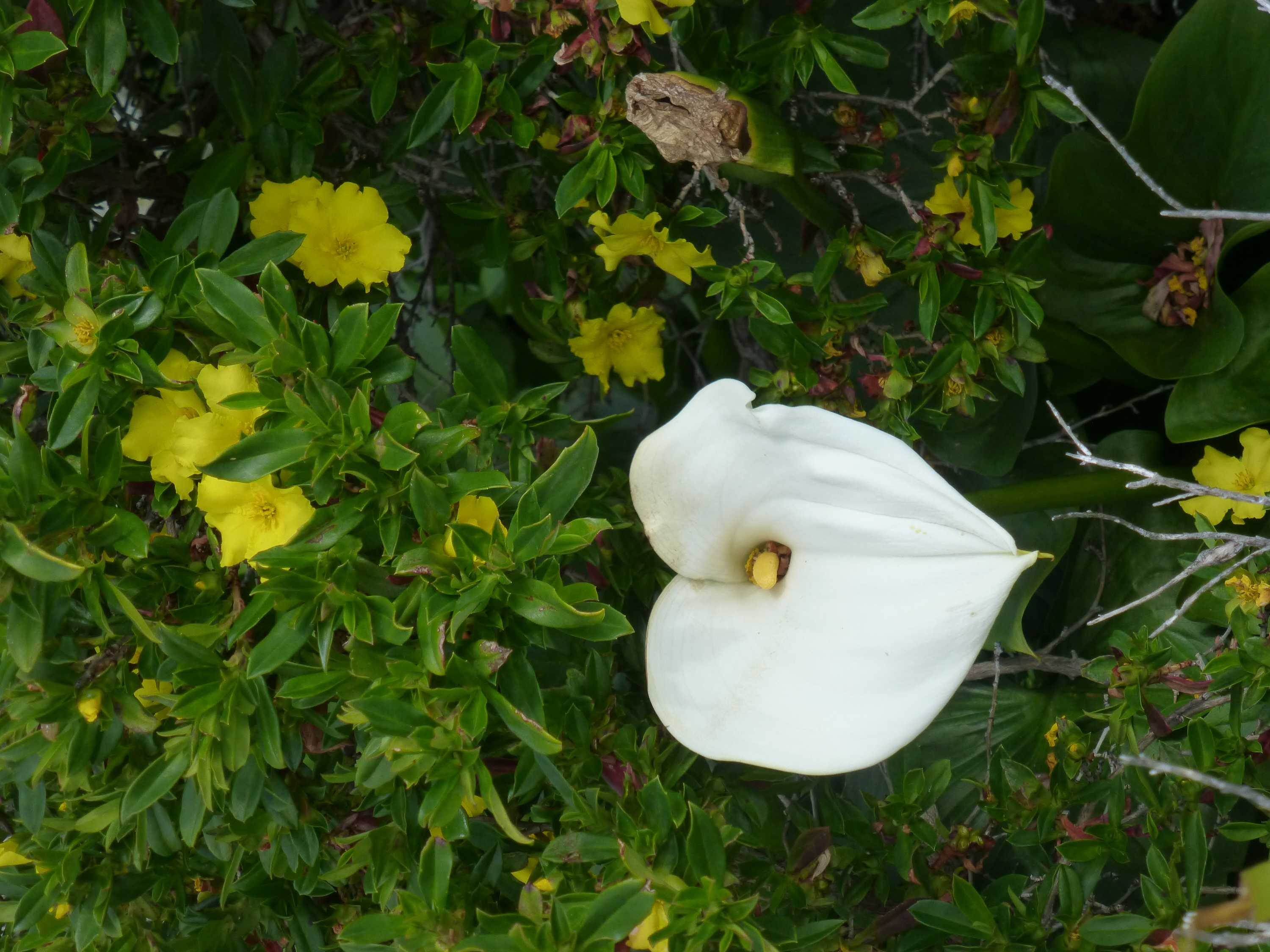 Arum lily, known as the 'funeral flower', bringing death to WA's South