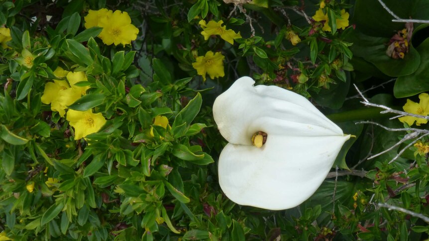 A close up shot of an Arum lily on farmland between Sugarloaf Rock and Leeuwin Lighthouse in South West WA