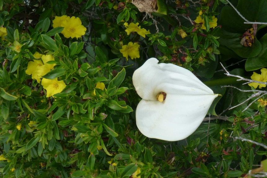 A close up shot of an Arum lily on farmland between Sugarloaf Rock and Leeuwin Lighthouse in South West WA
