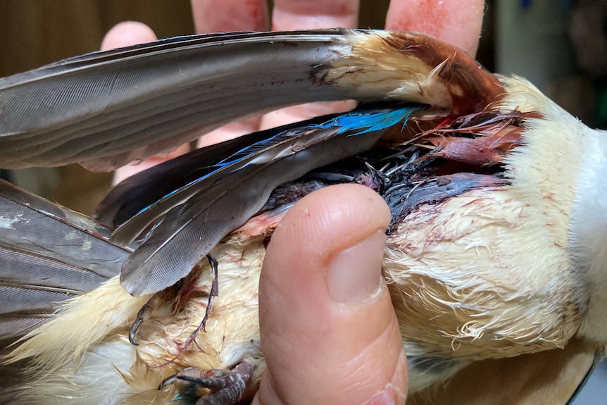 A kingfisher with a bloodied wing