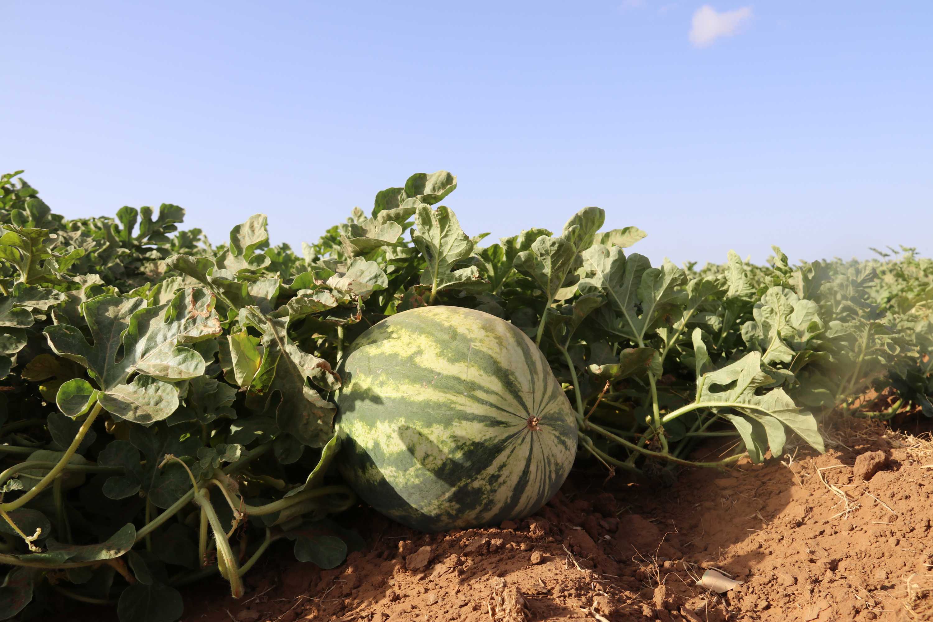 Does Chinchilla the 'melon capital' of the world have a future in