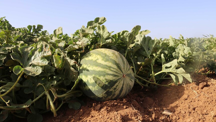 A large green and pale yellow melon sits among the leafy crop on red dirt.