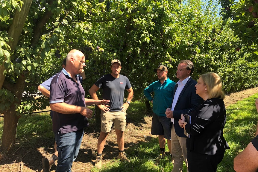 A group of people stand talking in an orchard.