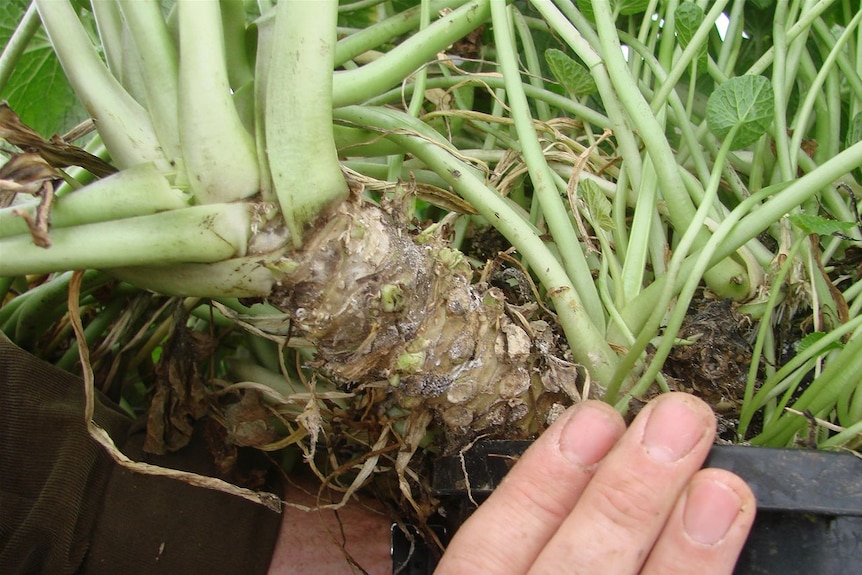 Stems like this are typically harvested after 2 years growth