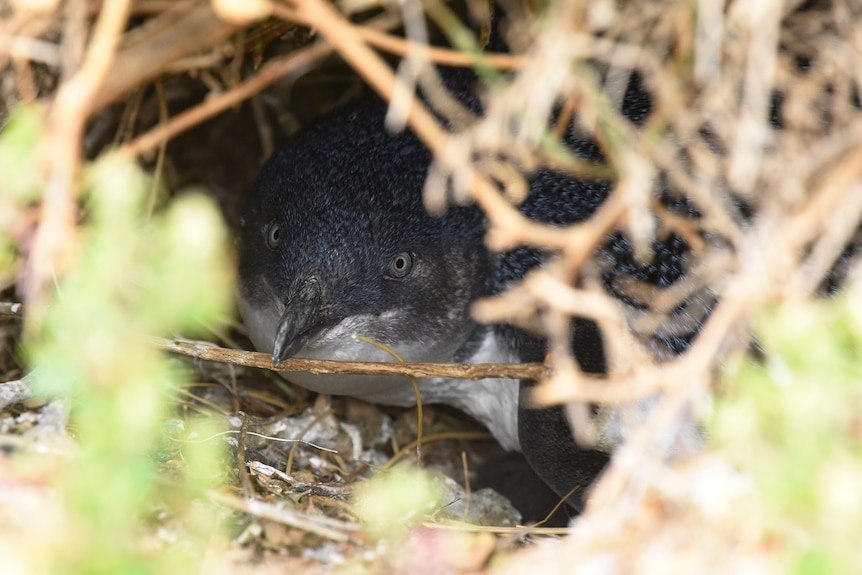 A little penguin hiding in a burrow.