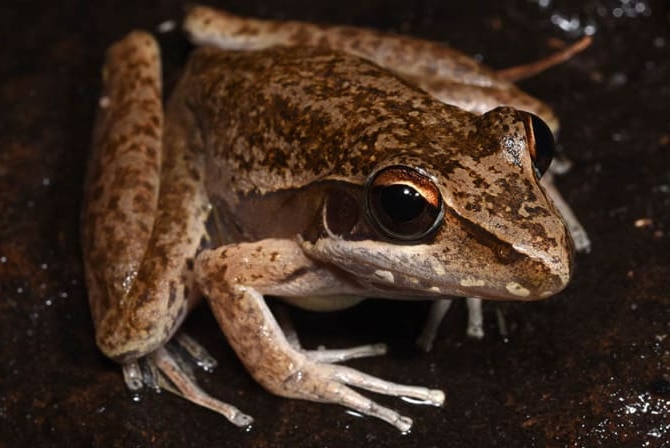 Close-up of a frog on a rock at night.