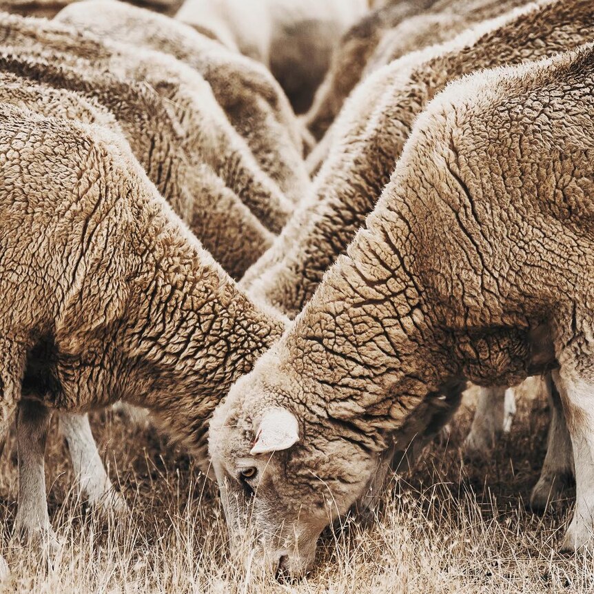 Sheep create a pattern as they feed on grain.
