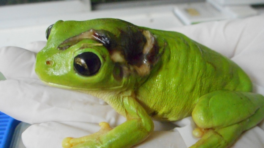 Green tree frog with back injury