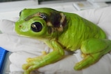 Green tree frog with back injury