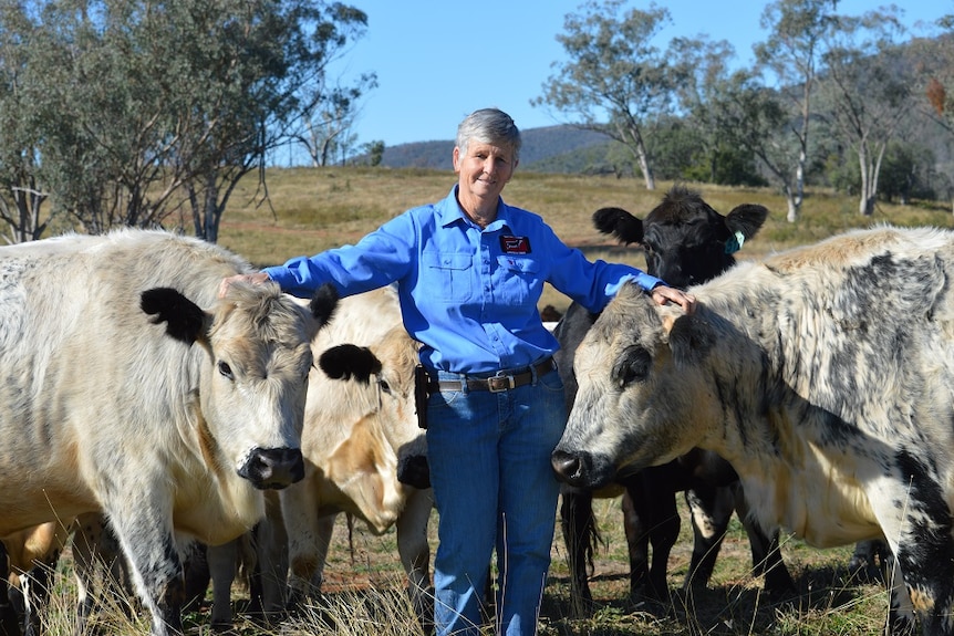 A grey-haired woman wearing  blue work clothes stands in a paddock with some cattle.