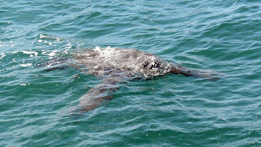 Marine scientists believe there may be an endangered leatherback turtle like the one pictured above in the Gulf of Carpentaria.
