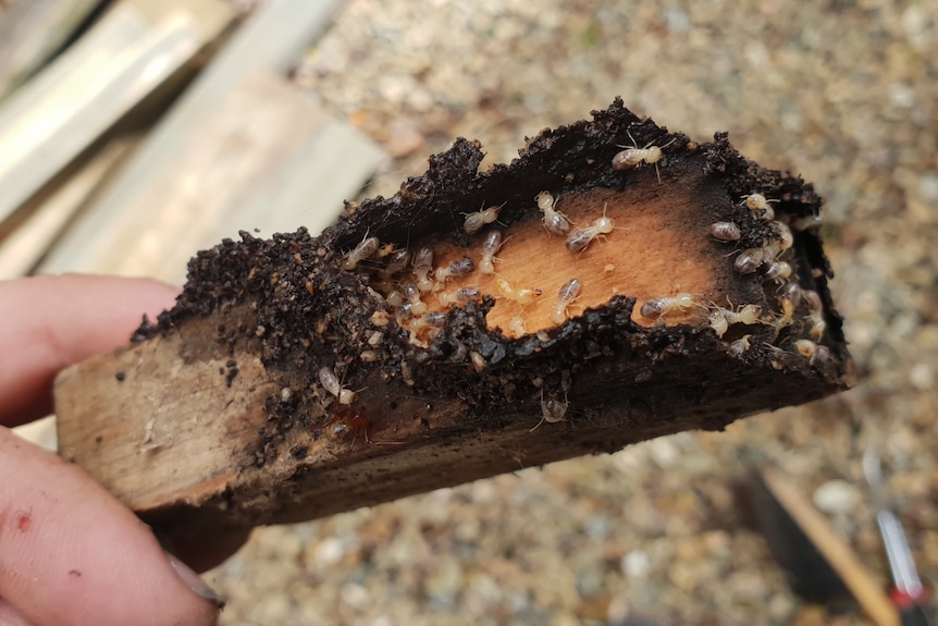 Termites up close on a plank of wood