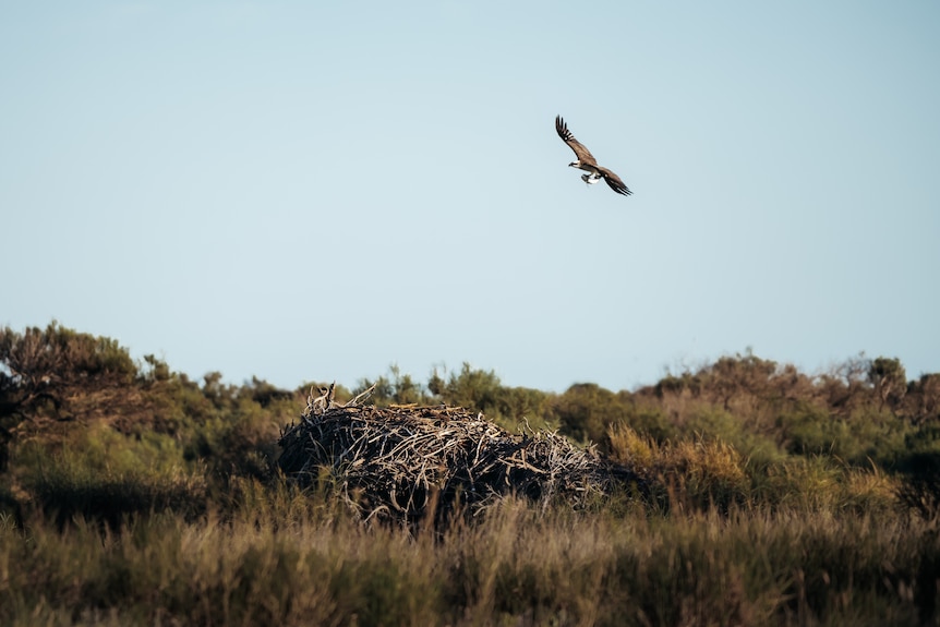 A bird of prey carries a fish back to its nest