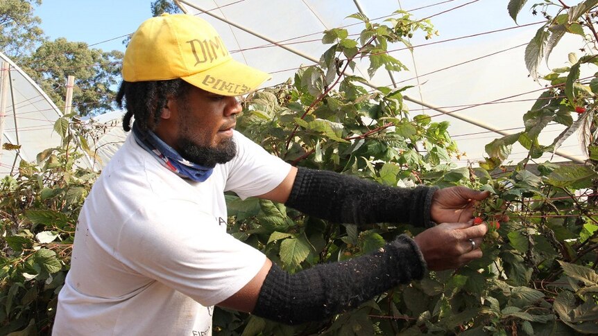 A Pacific Islander worker picking raspberries.
