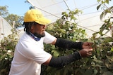 A Pacific Islander worker picking raspberries.