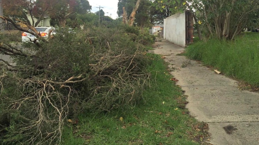 Tree felled by storm in Melbourne's Ashwood