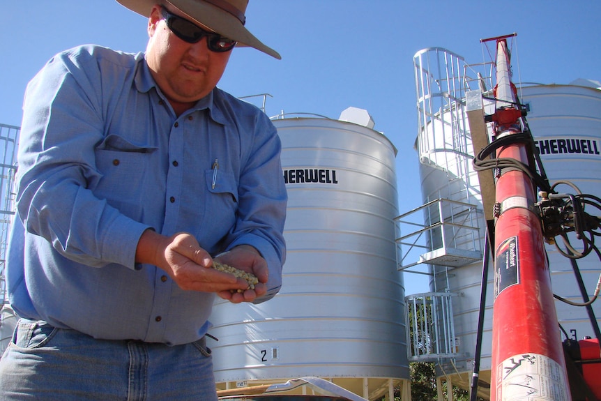 Matt Leighton inspects soybeans post harvest