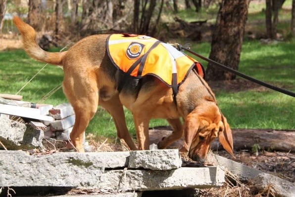Brown dog in orange vest and lead stands on top of concrete slap sniffing ground. 