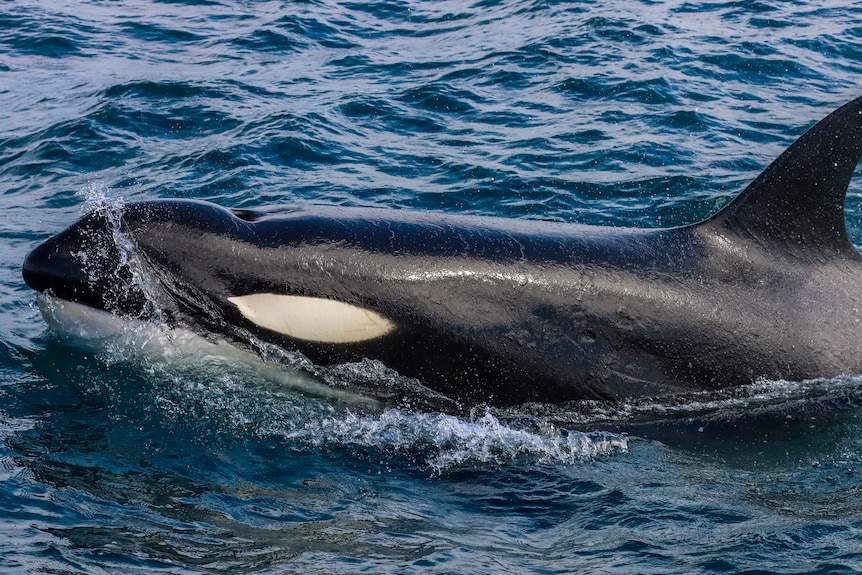 Close up photo of killer whale in the ocean