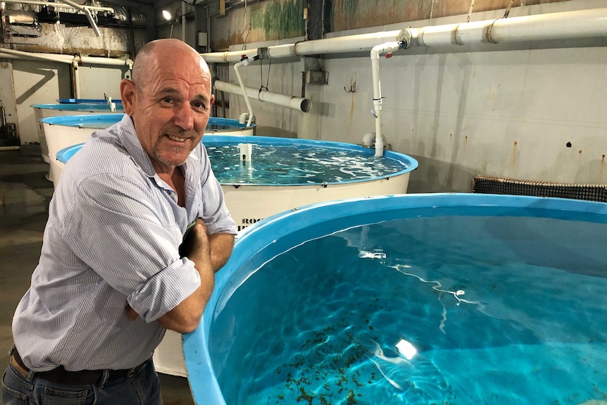 A man looks into an empty holding tank which would normally be full of red fish ready to be exported to China.