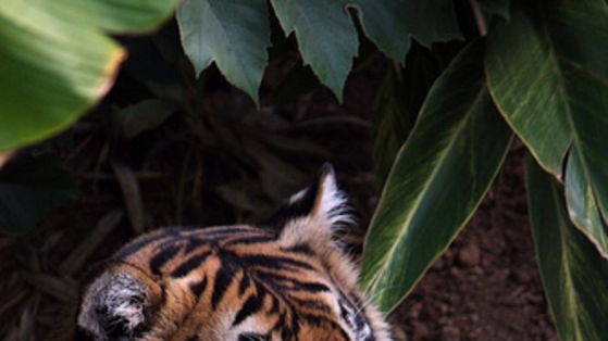 Sumatran tiger at Adelaide Zoo.