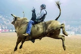Man riding bull