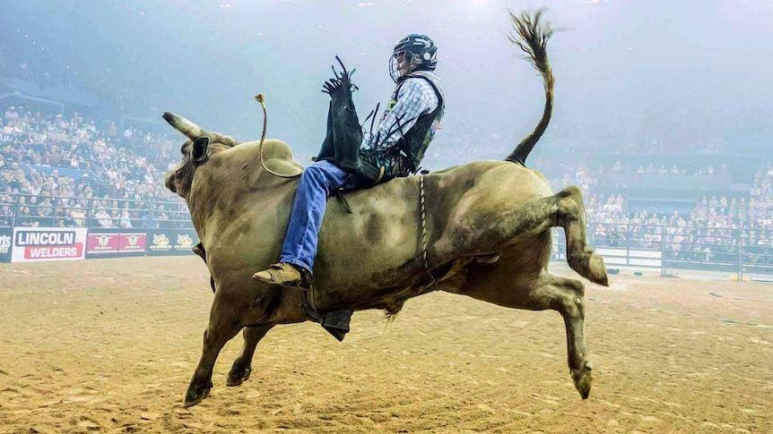 Man riding bull