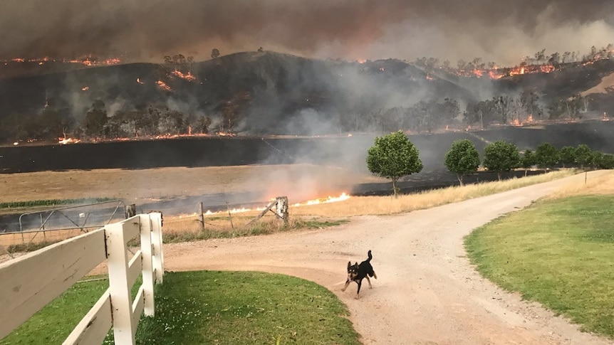 A black kelpie (dog) runs up a gravel road as fire blackens the hills in the background.