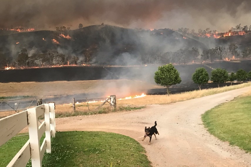 A black kelpie (dog) runs up a gravel road as fire blackens the hills in the background.
