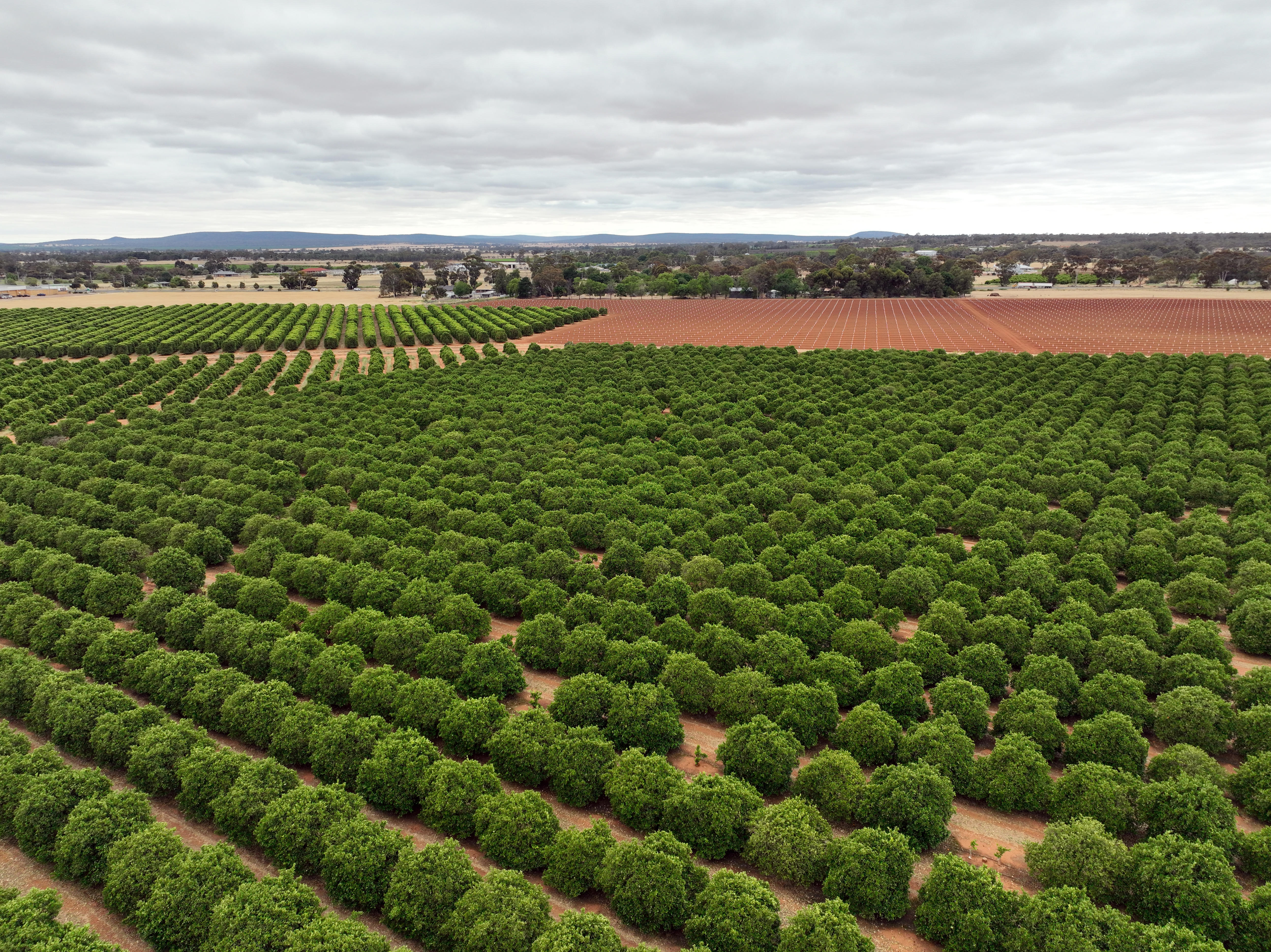 Image shows an aerial view of rows of green citrus trees with ploughed land in the background.