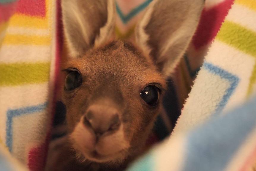 A small kangaroo is wrapped up in a blanket, staring at the camera