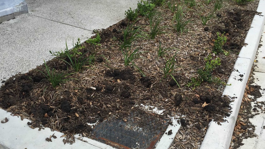 Plants stolen from a flower bed in Paddington