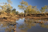 A channel of water on Noonbah Station in July 2019.