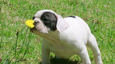 Dog Puppy smelling a flower