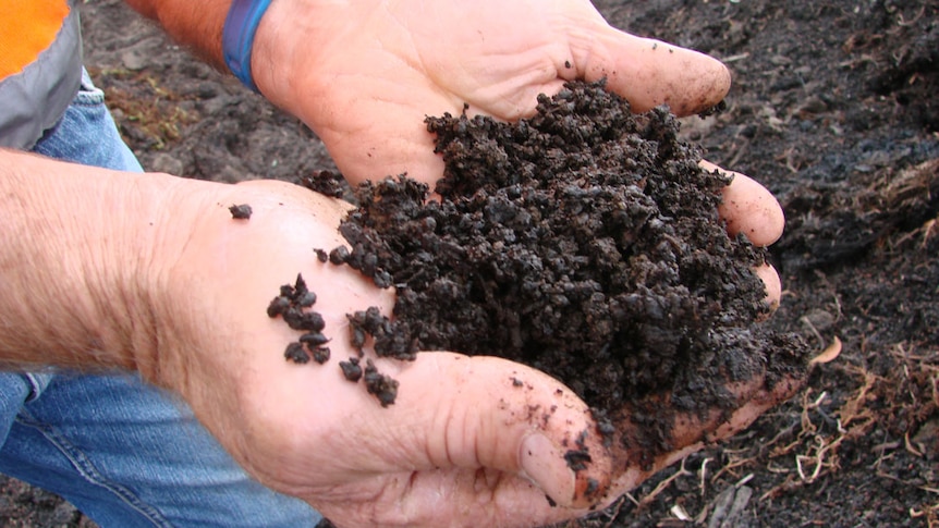 Handful of compost