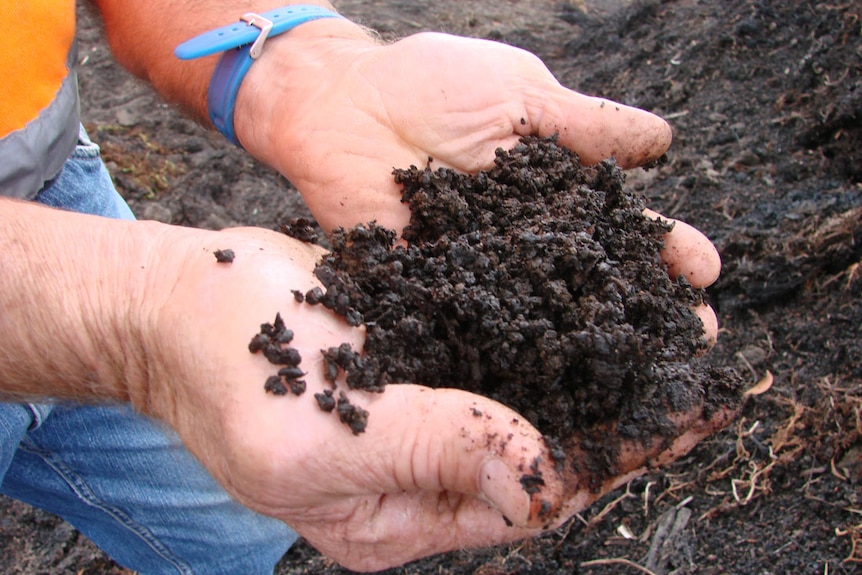 Handful of compost