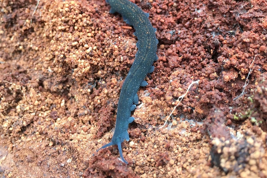velvet worm crawling on the dirt ground