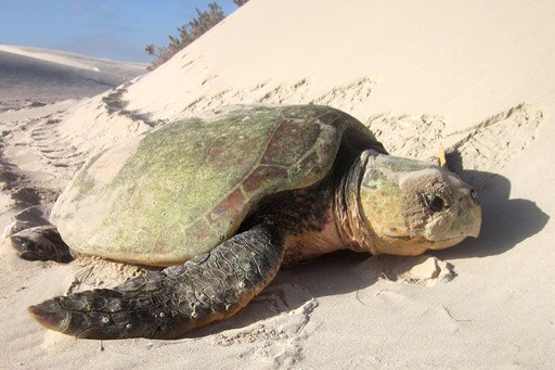 An endangered loggerhead turtle lies on the Gnaraloo Coast. 