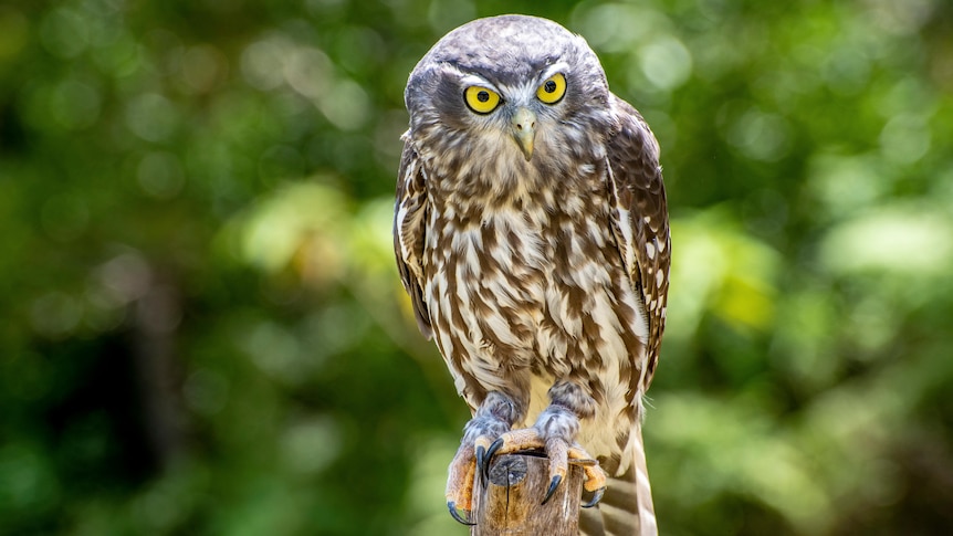 A brown and white owl with intense yellow eyes.