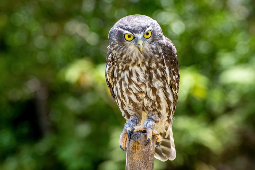 A brown and white owl with intense yellow eyes.