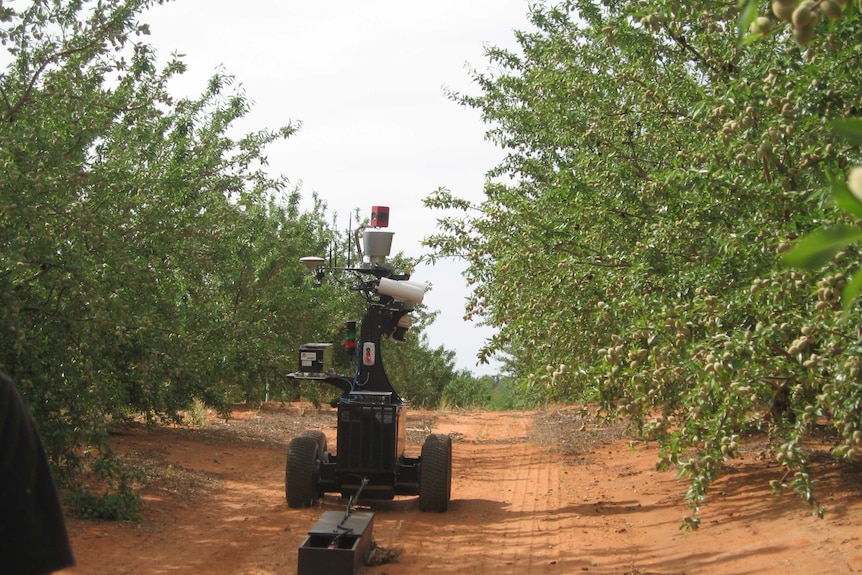 The robots worked concurrently up orchard rows to identify fruit