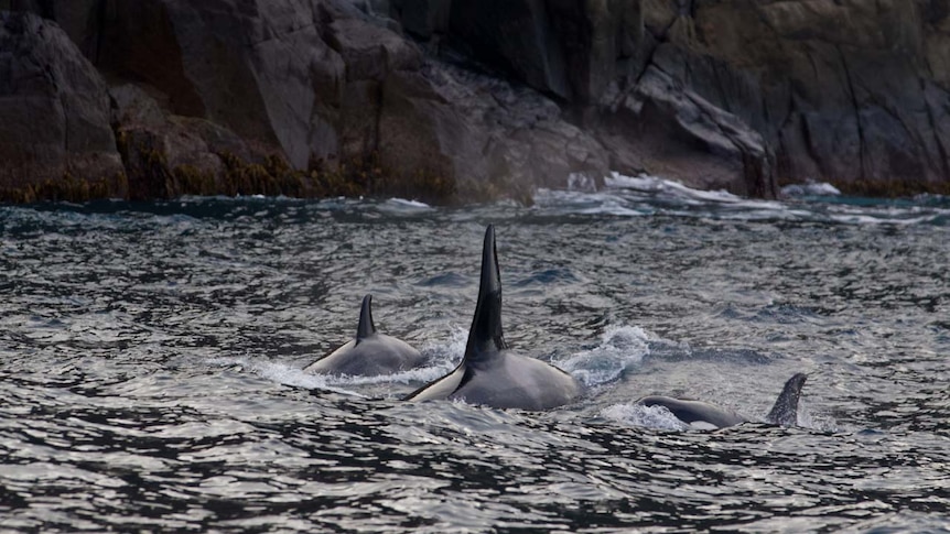 Killer whales near cliff.