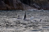 Killer whales near cliff.