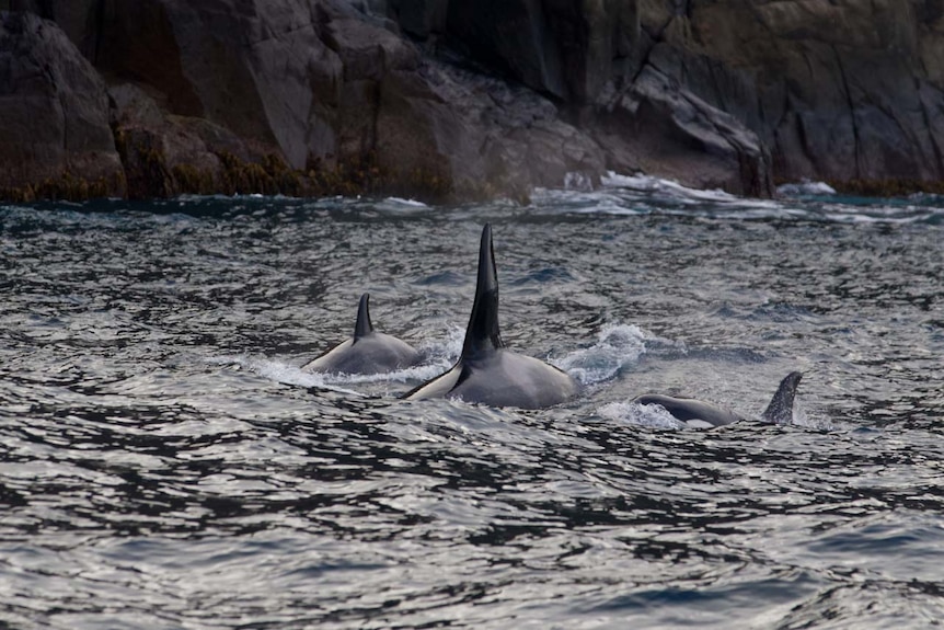 Killer whales near cliff.