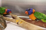 sick lorikeet birds in a cage
