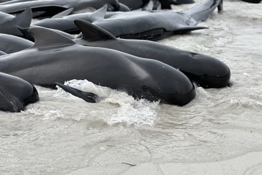 Pilot whales stranded on a beach