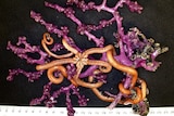 A piece of purple coral entwined with an orangey brown organism sits on a table against a measuring tape stretching 26cm across.