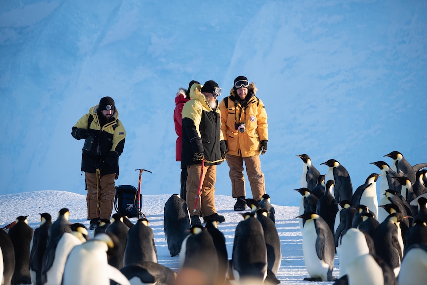 Four people stand amid a crowd of Emperor Penguins for a story on working as a plumber in Antarctica