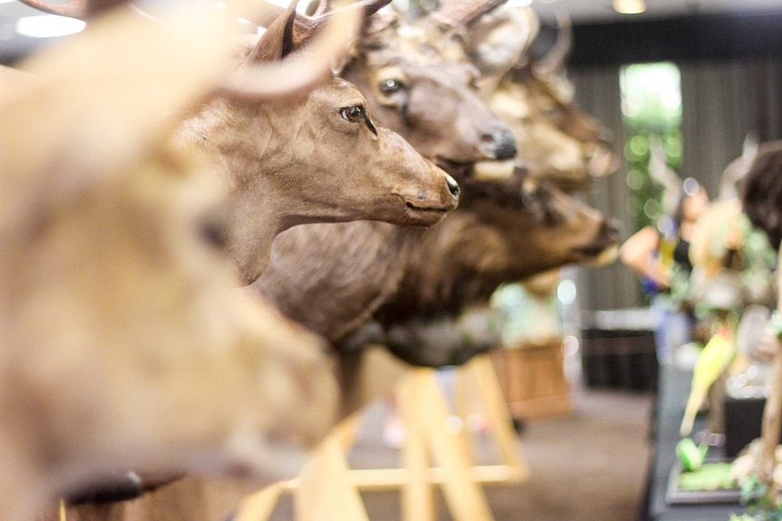 Taxidermied deer.